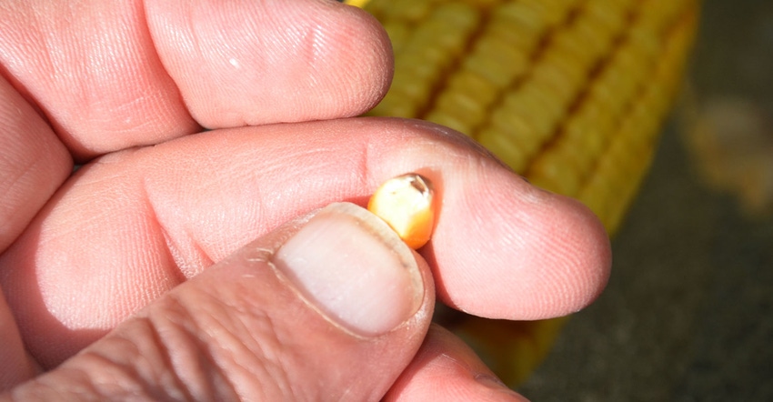 fingers holding corn kernel