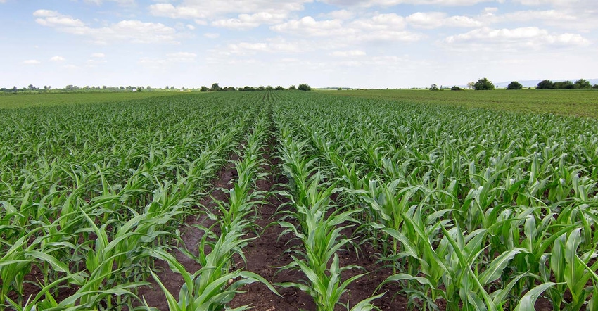 Green corn field