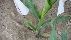 A close-up of a corn plant with leaves