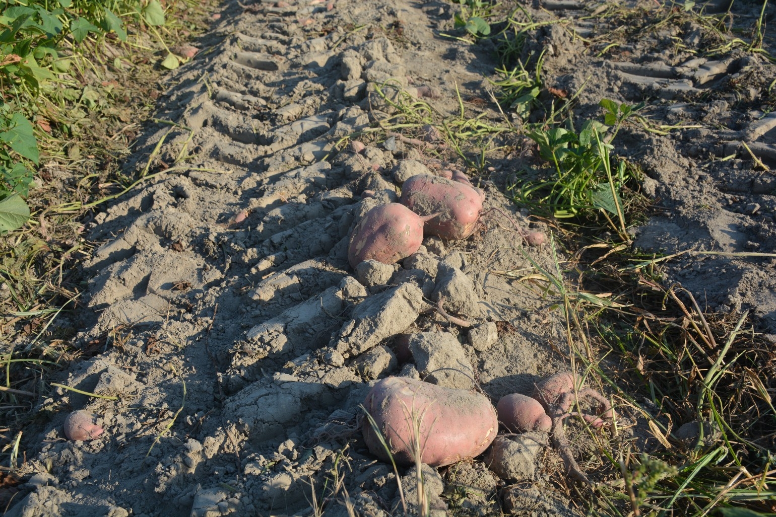 Insecticides show promise as Lorsban alternative in sweetpotatoes