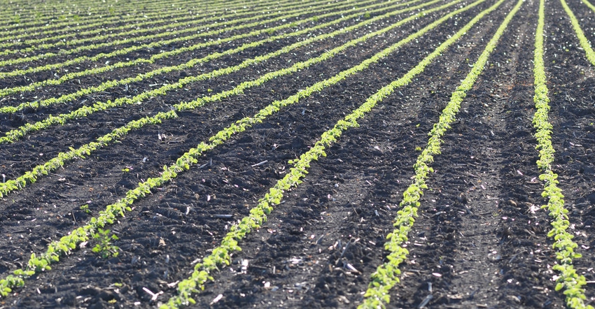 young crop in field