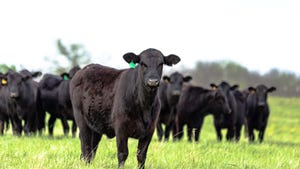 Angus cattle in pasture