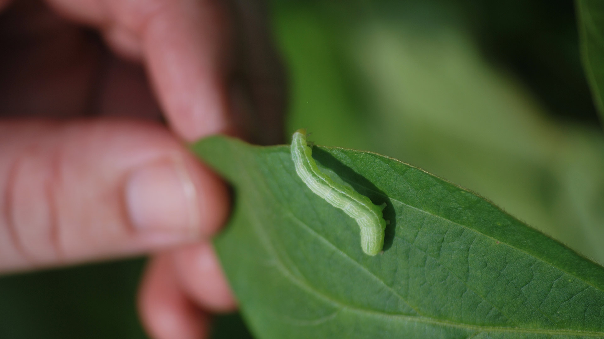 Make your first insecticide application the best