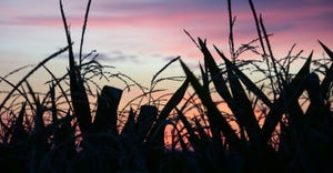 Corn field silhouetted against pink sky