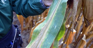 gray leaf spot, southern rust and tar spot on one corn leaf