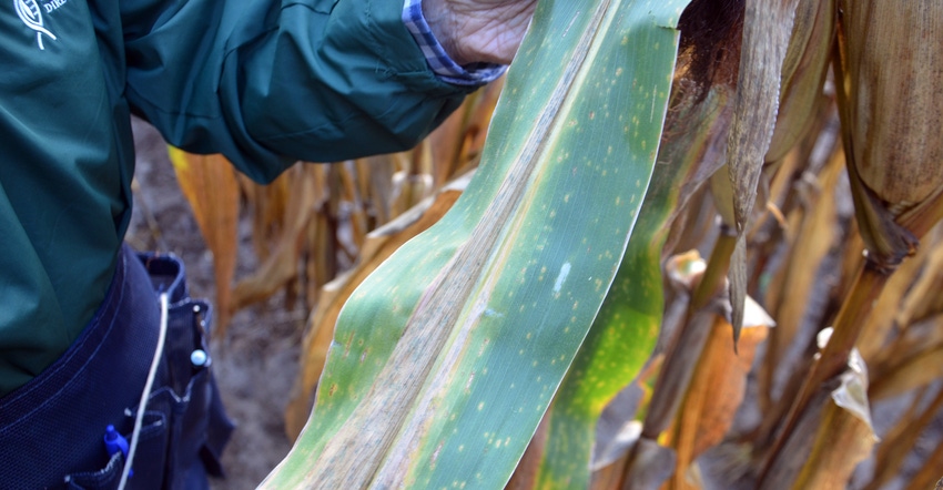 gray leaf spot, southern rust and tar spot on one corn leaf