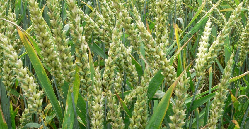 Close up of winter wheat Close up of winter wheat