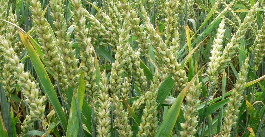 Close up of winter wheat