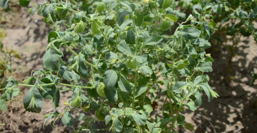 : Chickpeas grow on a plot at the Stumpf International Wheat Research Center at Grant in July 2018