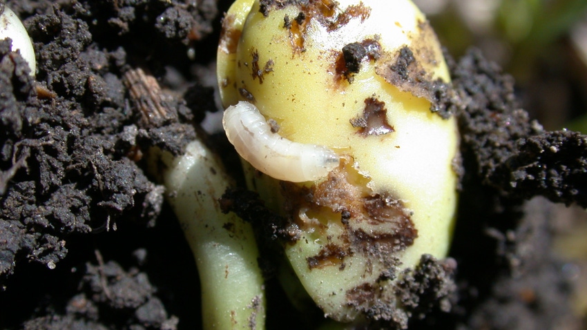 seed-corn maggot larva eating a soybean seedling