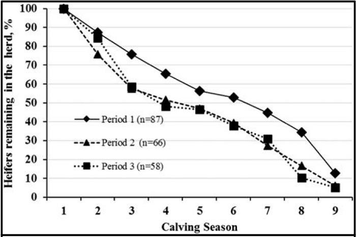 Graph of cow longevity by calving earliness