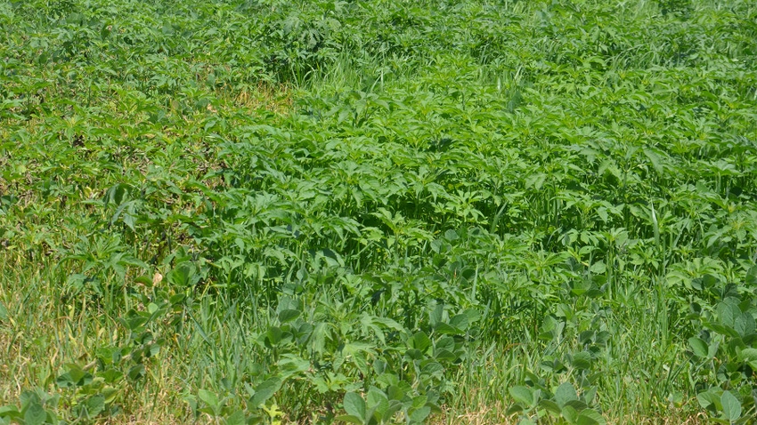 Giant ragweed and grass taking over a soybean field