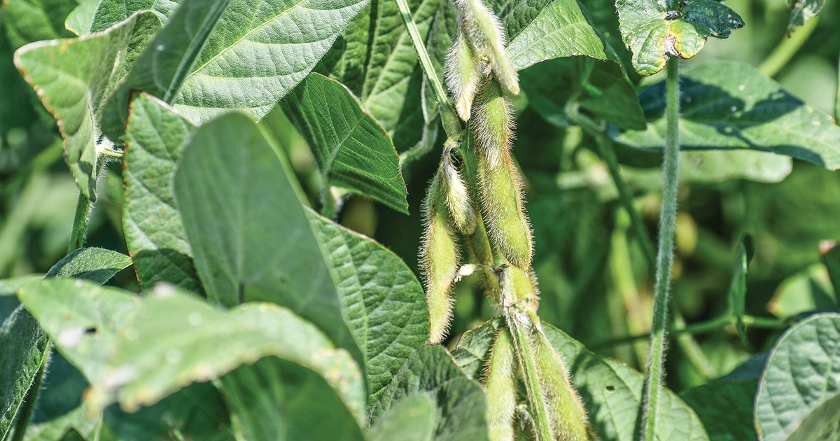 Rotations to increase soybean yield and profit