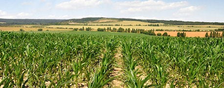 flash_drought_hurts_young_corn_plants_1_634744931792572000.jpg