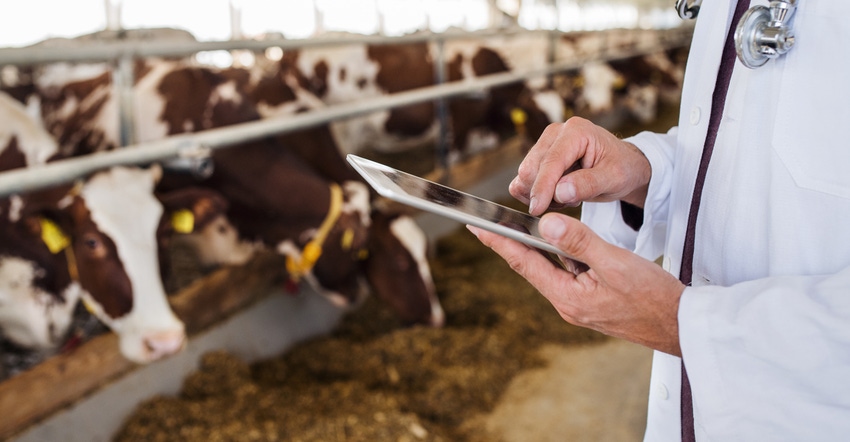 Vet holding tablet with cattle in background
