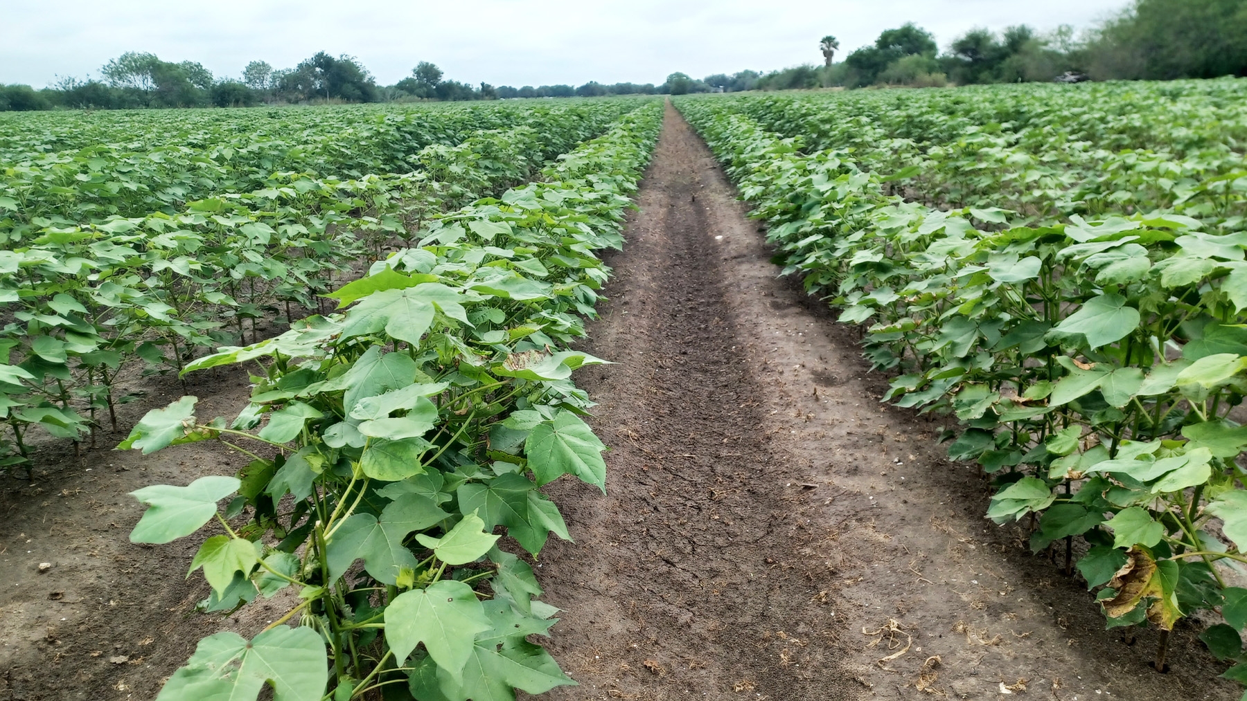 Zero weevils remains goal for Texas boll weevil eradication