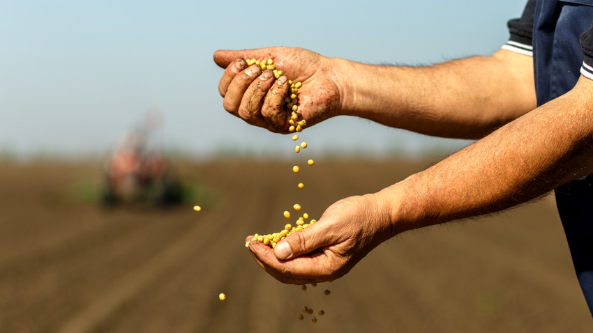 Close up of senior farmer with soybean seed in his hands