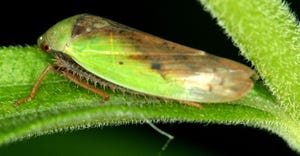 Adult leafhopper