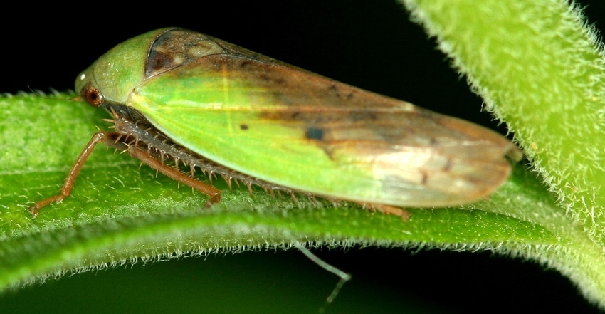 Adult leafhopper
