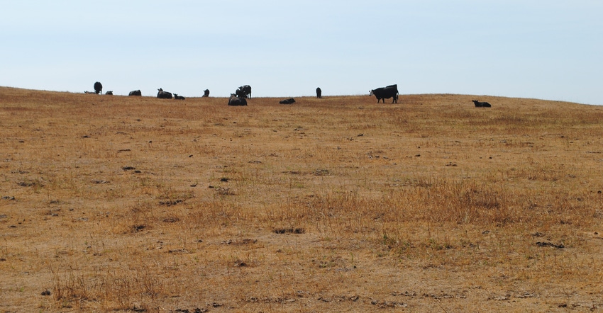 Cows in a dead pasture due to drought