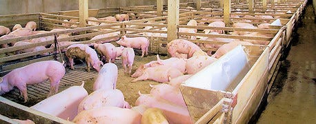 pork_producers_choose_environmental_stewards_1_635149458032096000.jpg