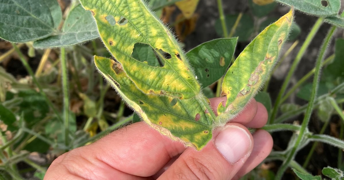 Red crown rot: What to look for in your soybean fields