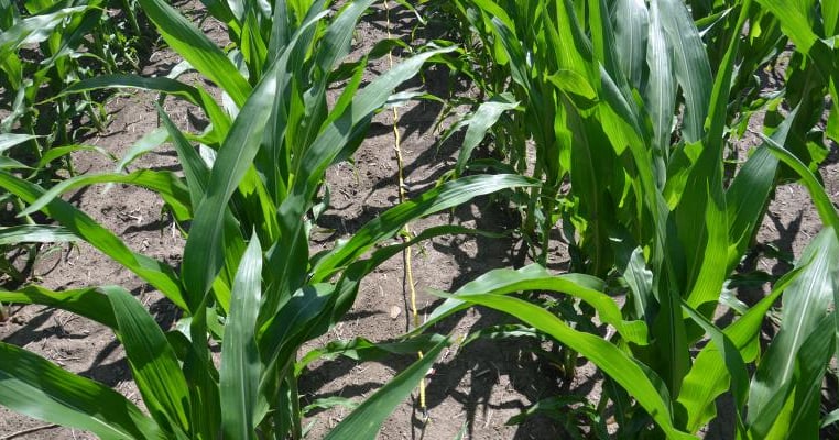 Test plots help ensure better planting and seed decisions
