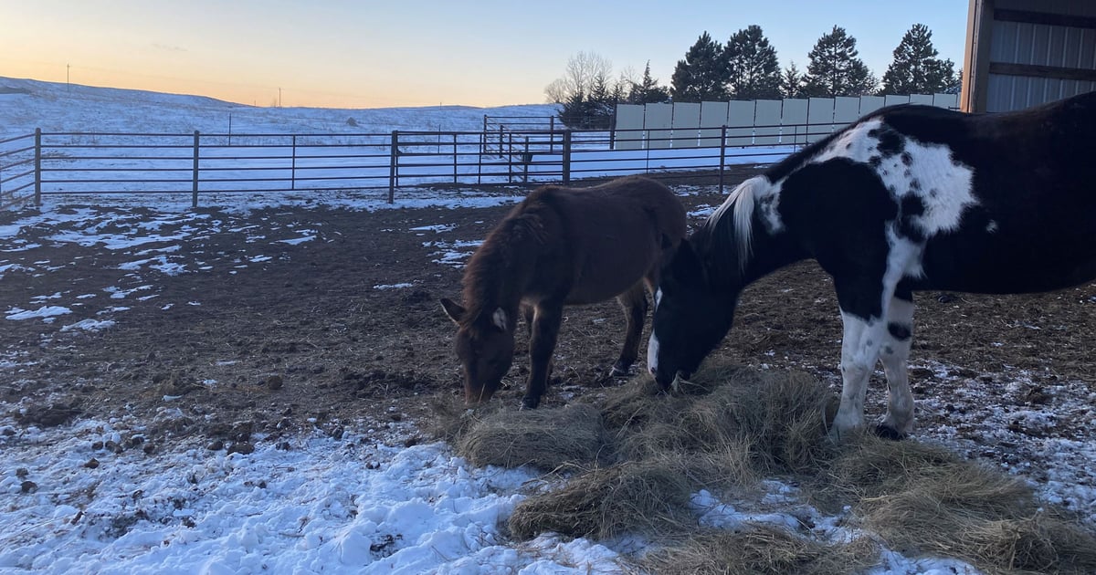 Does your horse really need a winter blanket?