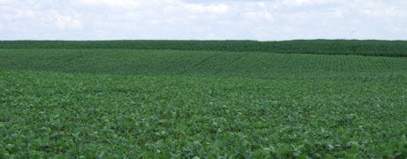 farmers_earn_price_premium_producing_soybeans_sustainably_1_635132332014612000.jpg