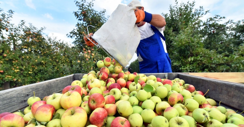 A worker unloads apples into a bin during harvest
