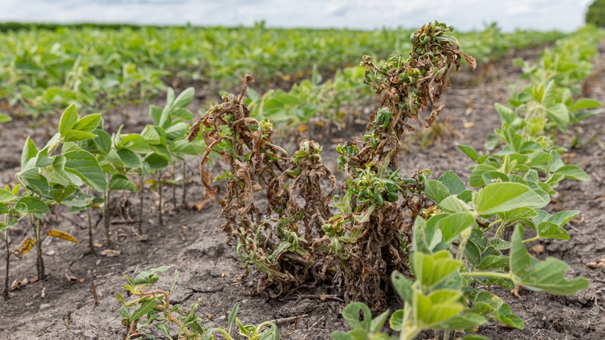 dying weed in a field of beans