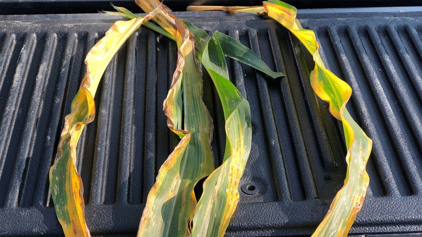 Yellowing and browning on corn leaves indicative of a potassium deficiency