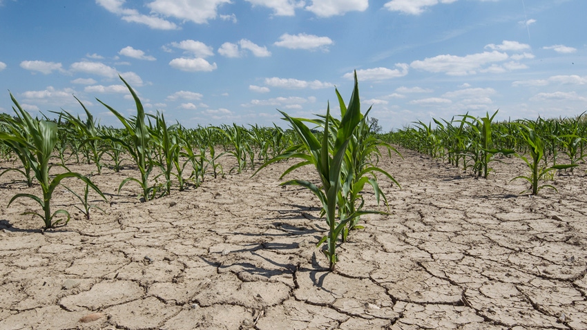 corn field with dry soil