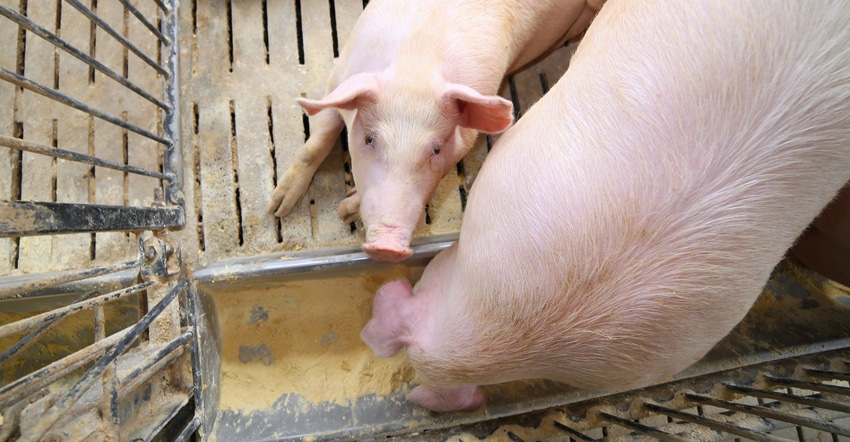 Sow eating in penGettyImages-543839940.jpg