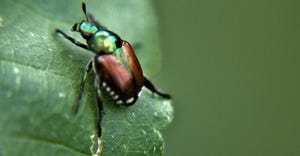 Japanese beetle on leaf