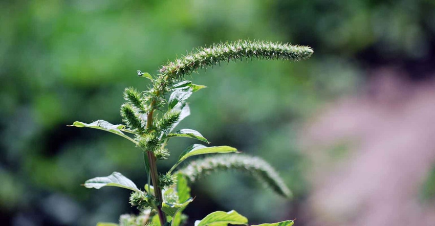 pigweed-georgia-cotton-farm-haire-5-a.jpg pigweed-georgia-cotton-farm-haire-5-a.jpg