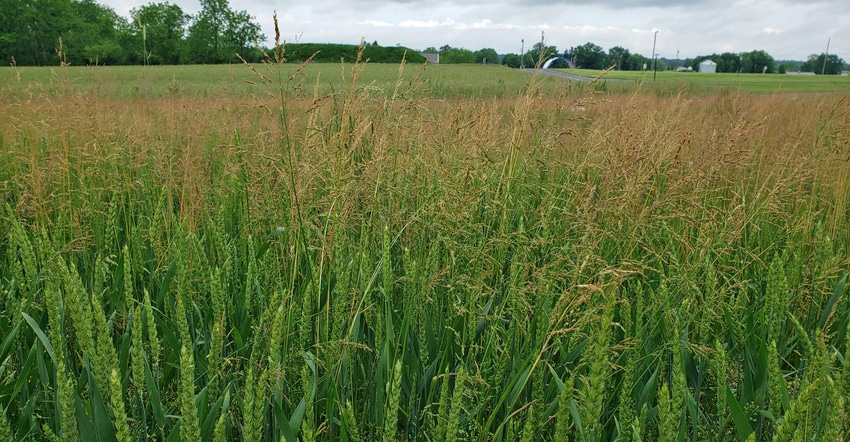 Roughstalk bluegrass Roughstalk bluegrass