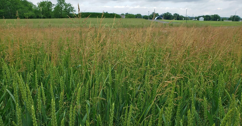 Roughstalk bluegrass 