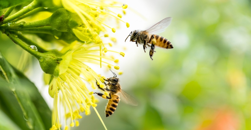 Flying honey bees collecting pollen at yellow flower