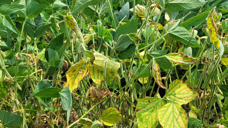 Red crown rot emerges as new threat to Midwest soybean growers
