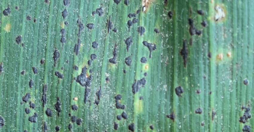 small dots of tar splattered on a corn leaf