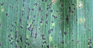 small dots of tar splattered on a corn leaf