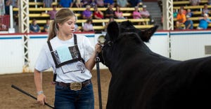 Steer being shown by a youth at Missouri State Fair 