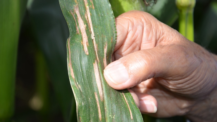 Hand holding corn leaf with gray leaf spot lesions