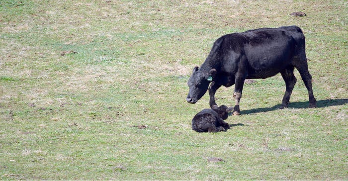 Delta-Smith-New-calf.jpg Delta-Smith-New-calf.jpg