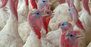 Top turkey producing states listed