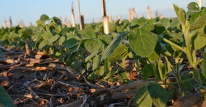 soybeans growing in corn stubble