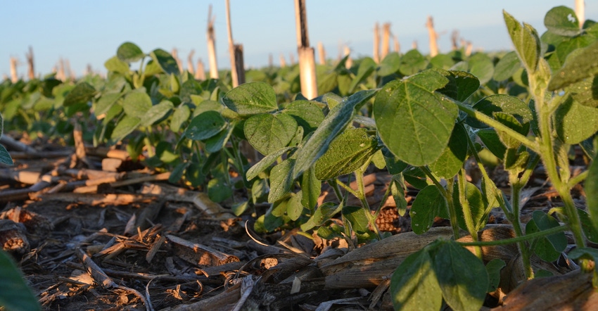 soybeans growing in corn stubble soybeans growing in corn stubble