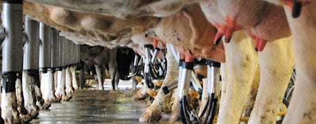 10_dos_donts_low_cost_milking_parlors_1_635447765487205953.jpg