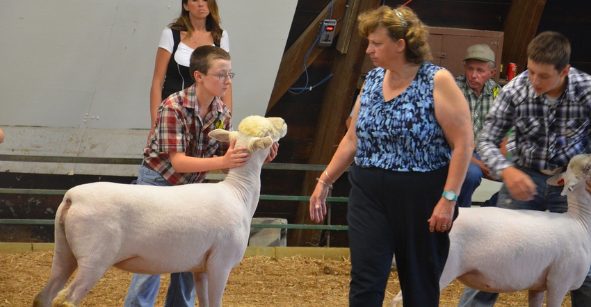 kids showing sheep in show ring